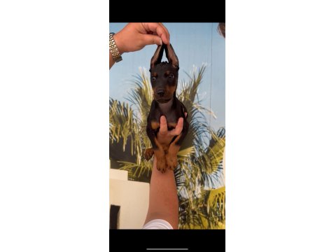 Irk Ve Sağlık Garantili Doberman Yavrular