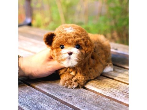 Toy Poodle Yavru (Ücretsiz Değildir)
