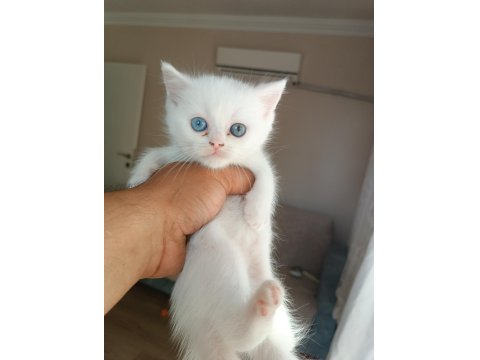 İki Adet Yavru Kedimiz Sahiplenme Yapılacaktir