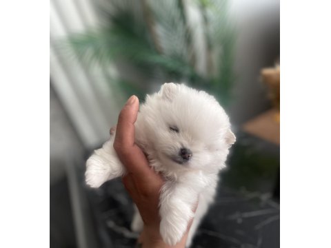 Üst Sekmen Sağlık Irk Garantili Pomeranian Yavrular