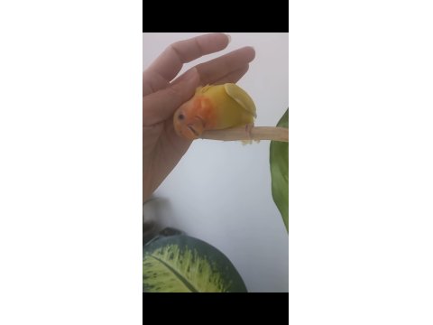 Evcil Isırmayan Sevda Papağanı Yavrusu
