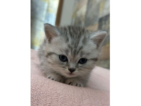 British Shorthair 1,5 Aylık