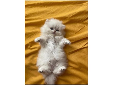 Orjinal British Longhair Erkek