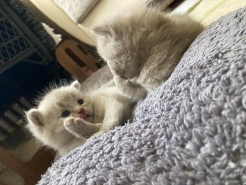 British Shorthair Lilac