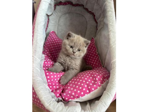 Ayı Surat British Shorthair Yavrularımız
