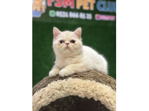 Safkan Exotic Shorthair Yavrumuz