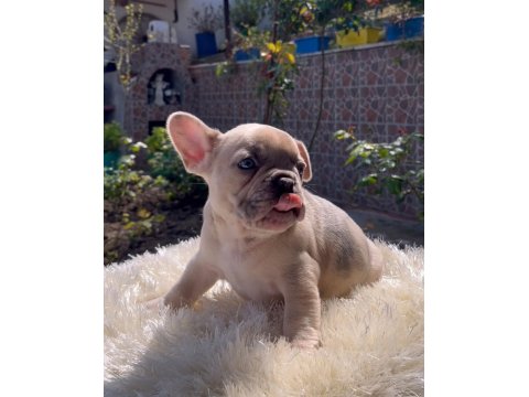 Egzotik French Bulldog Yavrularım Harika Renkler Ve Anatomiler