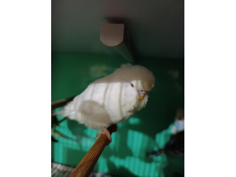Jumbo Albino Kırmızı Göz Muhabbet Kuşu