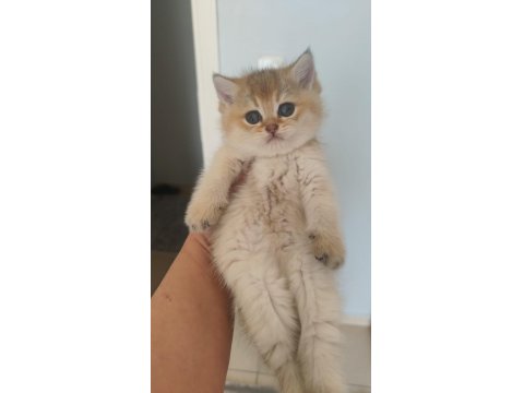 Ny11 Golden British Shorthair Erkek Bebek