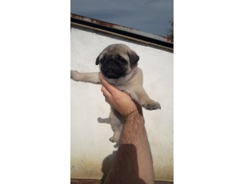 Kaliteli Pug Yavru İsteyene Yardımcı Olurum