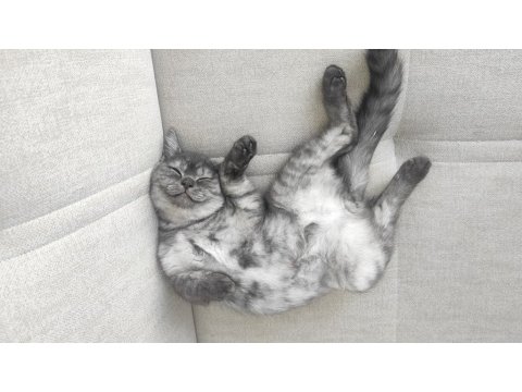 British 2 Yavrumuzu Sahiplendiriyoruz