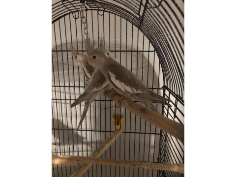 Yavru Sultan Papağanları 4-5 Aylık