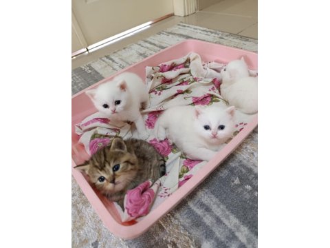 British Shorthair Kardeşler Yuva Arıyor