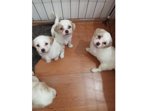 Acil Satılık Köpekler