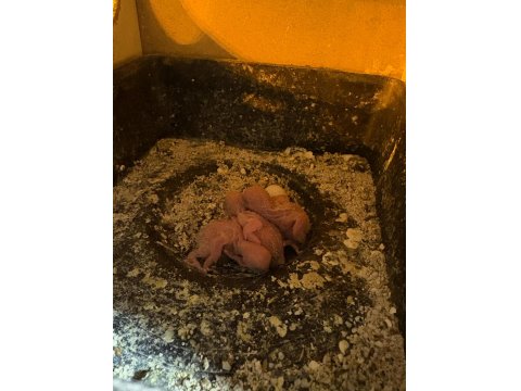 Yeni Muhabbet Kuşu Yavruları