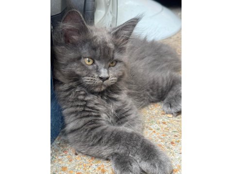 Saf Maine Coon Yavru