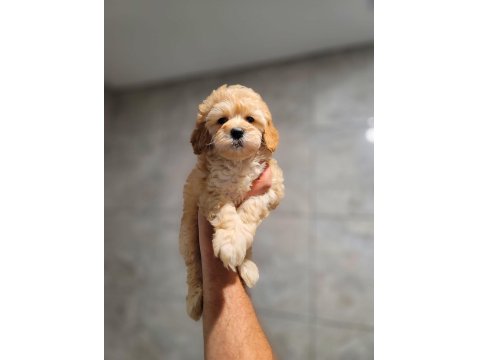 Safkan Maltipoo Yavruları