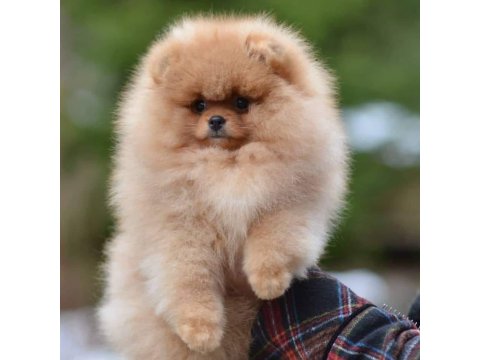 Pomeranian Boo Yavru Köpekler