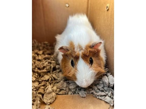 Rengarenk Çok Tatlı Ginepig Yavrular