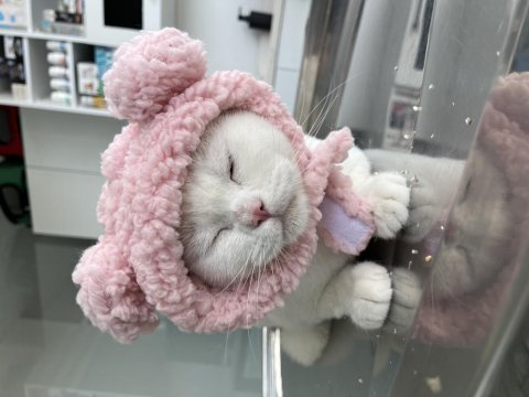 Kısırlaştırma Karşılığı Ücretsiz British Dişimiz