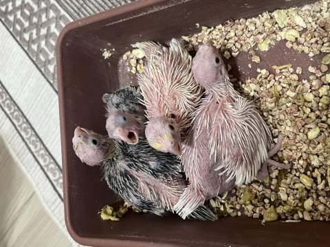 Sahibinden Evcil Sultan Papağanlar