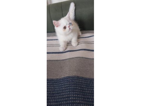Odd Eyes Yavru Beyaz Renk Erkek Kedimiz