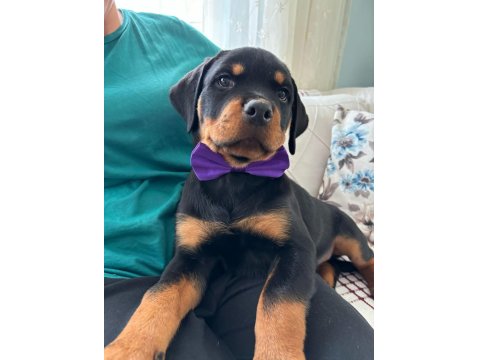 Koca Kafalı Rottweiler Bebekler