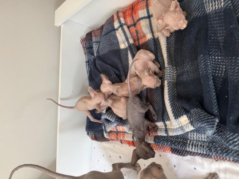 Sfenks Kedisi Erkek Ve Dişi Renkli Göz