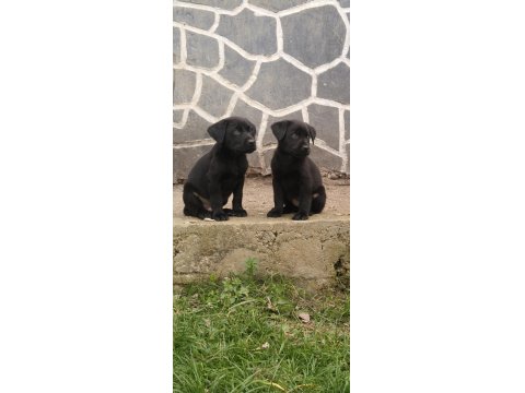 60 Günlük Teslime Hazır Labrador Yavrular