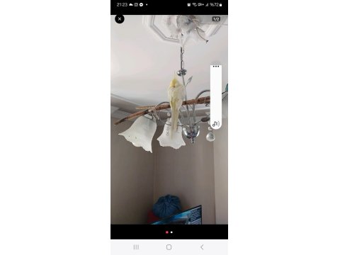 Limon Sarısı Sultan Papağanı