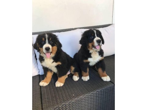 Bernese Mountain Dog Yavruları