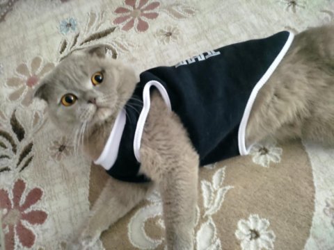 Scottish Fold Kedimize Dişi Arıyoruz