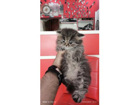 British Longhair Black Tabby Point