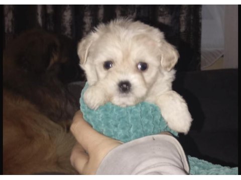 Sahiplendirilecek Terrier