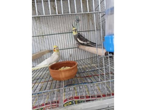 Sultan Papağanı Takım