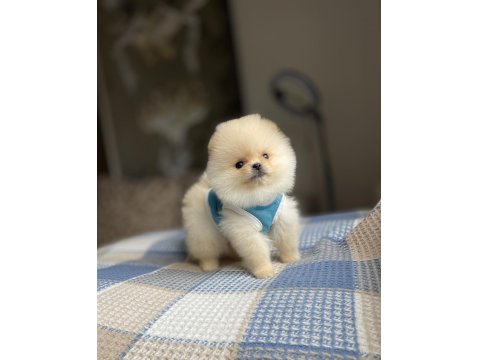 Ayı Surat Pomeranian Boo Yavrular