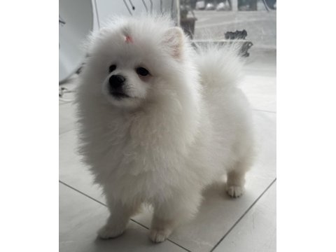 Ayı Surat Pomeranian Boo