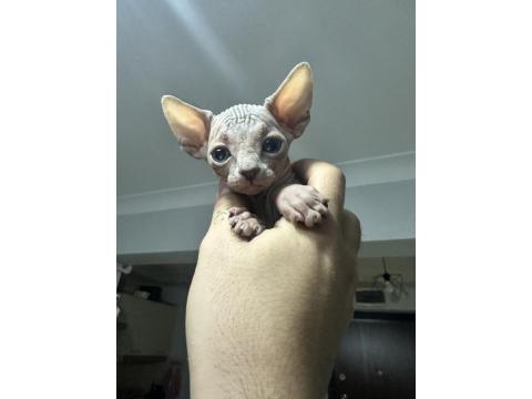 Safkan Sfenks Yavruları