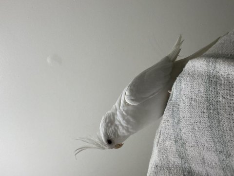 Albino Dişi Sultan Papağanı Evcil Uysal Ele Omuza Geliyor