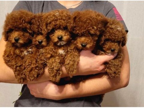 Poodle Yavrularım Gelmiştir