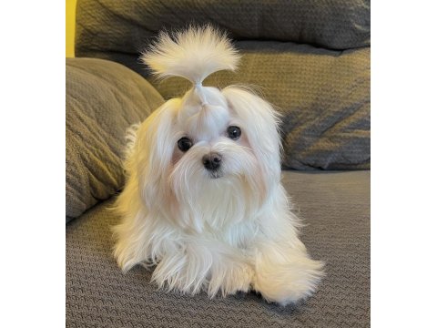 Şecereli Kore Kan Maltese Yavruları