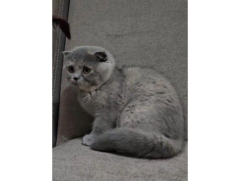 Uygun Koca Kafalı Scottish Fold Yavruları