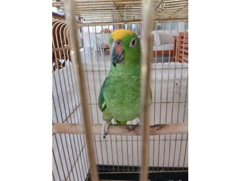 Geveze Sarı Alın Amazon Papağanı