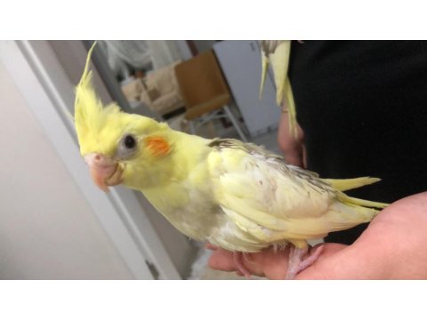 30 Günlük Yavru Sultan Papağanlar