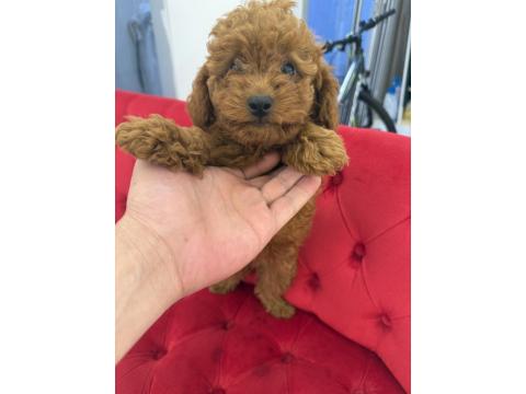 2 Dişi Ve 1 Erkek Toy Poodle