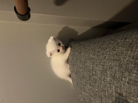 Minik British Shorthair Patiler Yeni Yuvalarını Arıyor!