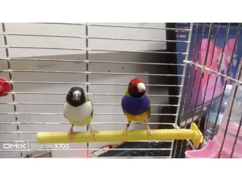 Prehistoricpets Güvencesi İle Golden Finch