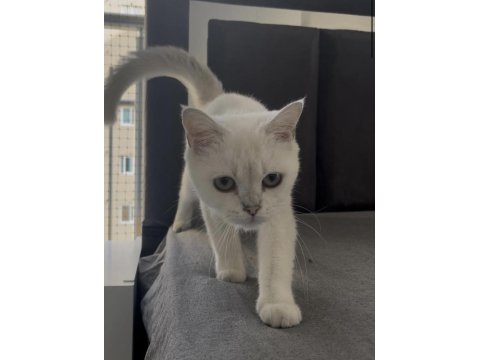 British Shorthair Beyaz Mavi Göz Dişi