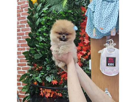 Pomeranian Boo Yavru Köpekler