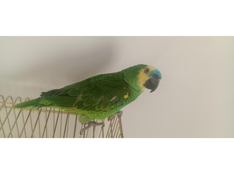 1 Yaşında Blue Front Amazon Papağanı Konuşmada Sınırları Zorlar